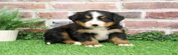 Bernese Mountain Dog dogs for sale: Stockings  - Ad 14