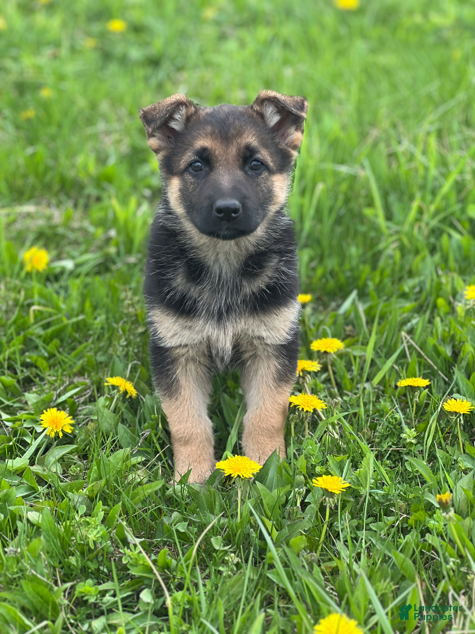German Shepherd dogs Lemon - Ad 2