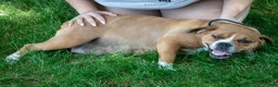 Beabull dogs for sale: Hazel - Ad 2