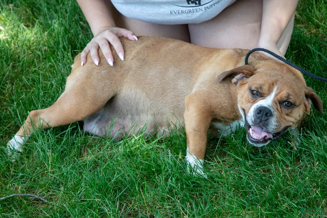 Beabull dogs for sale: Hazel - Ad 2