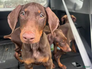 Doberman Pinscher dogs Diva - Ad 32