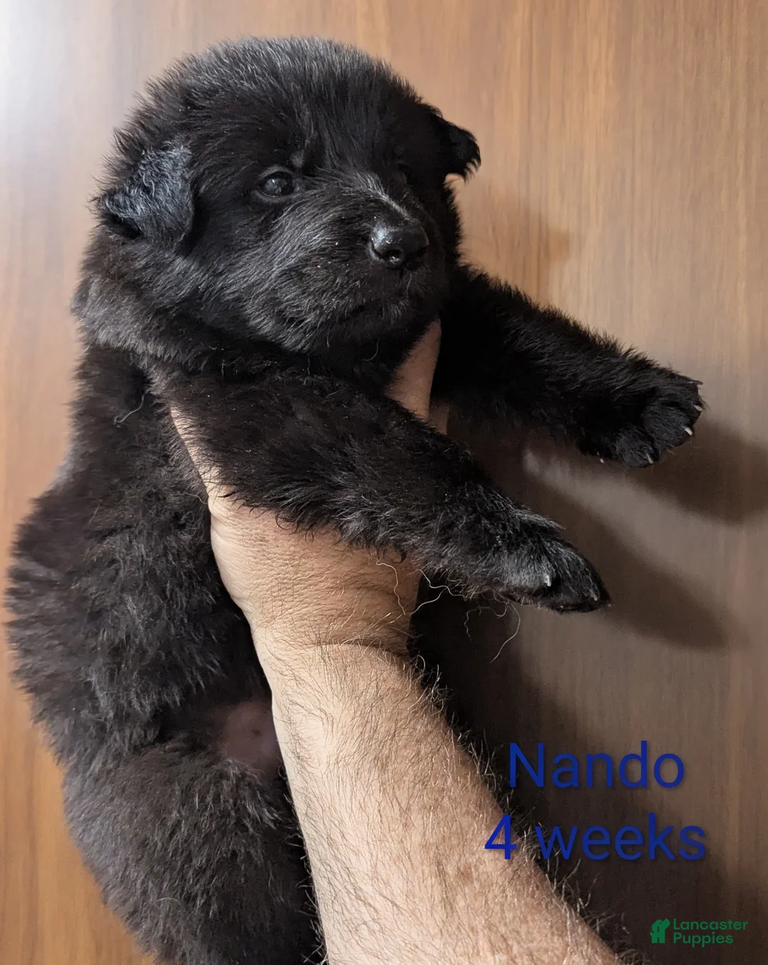German Shepherd dogs for sale: Nando - Ad 1