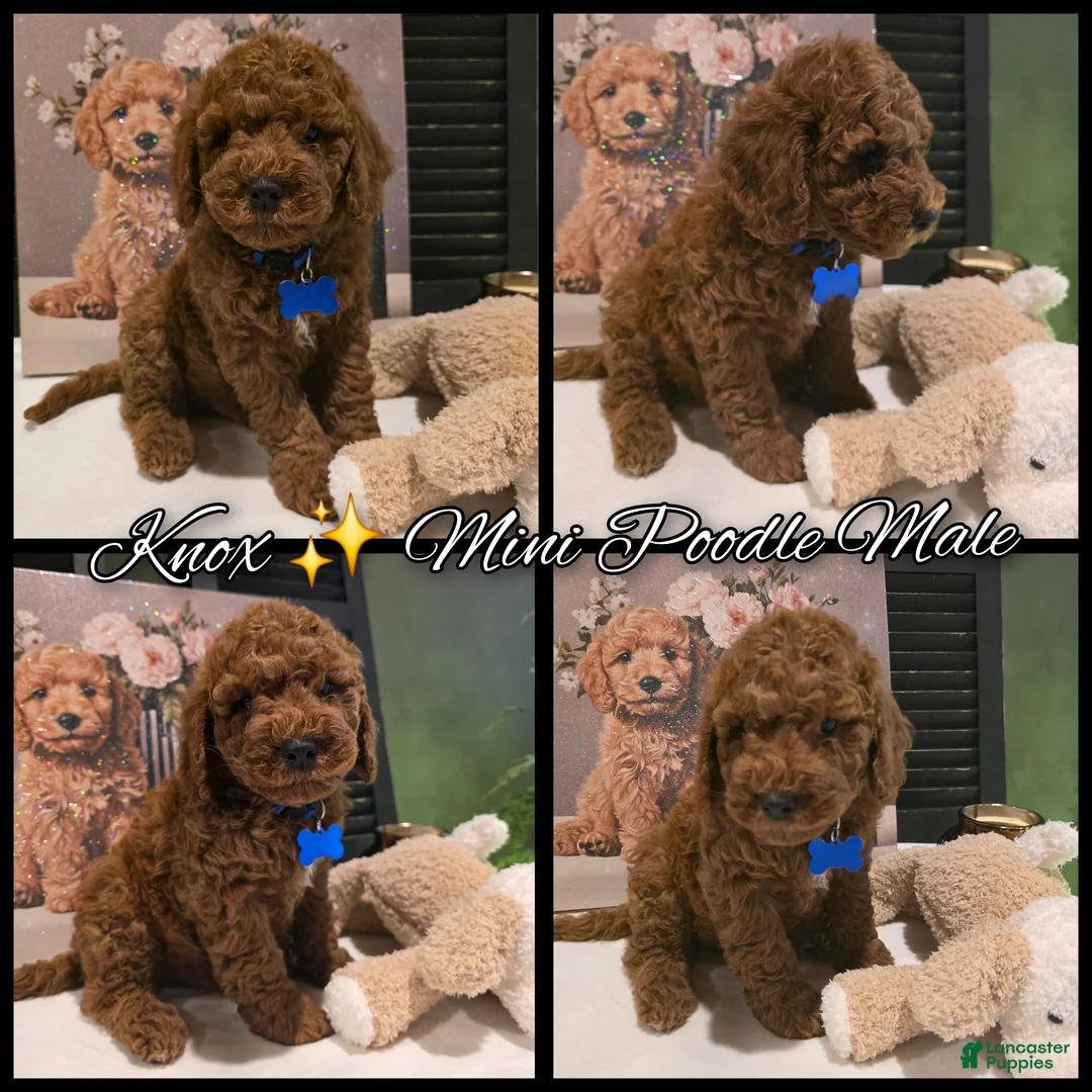 Miniature Poodle dogs for sale: Knox - Ad 2