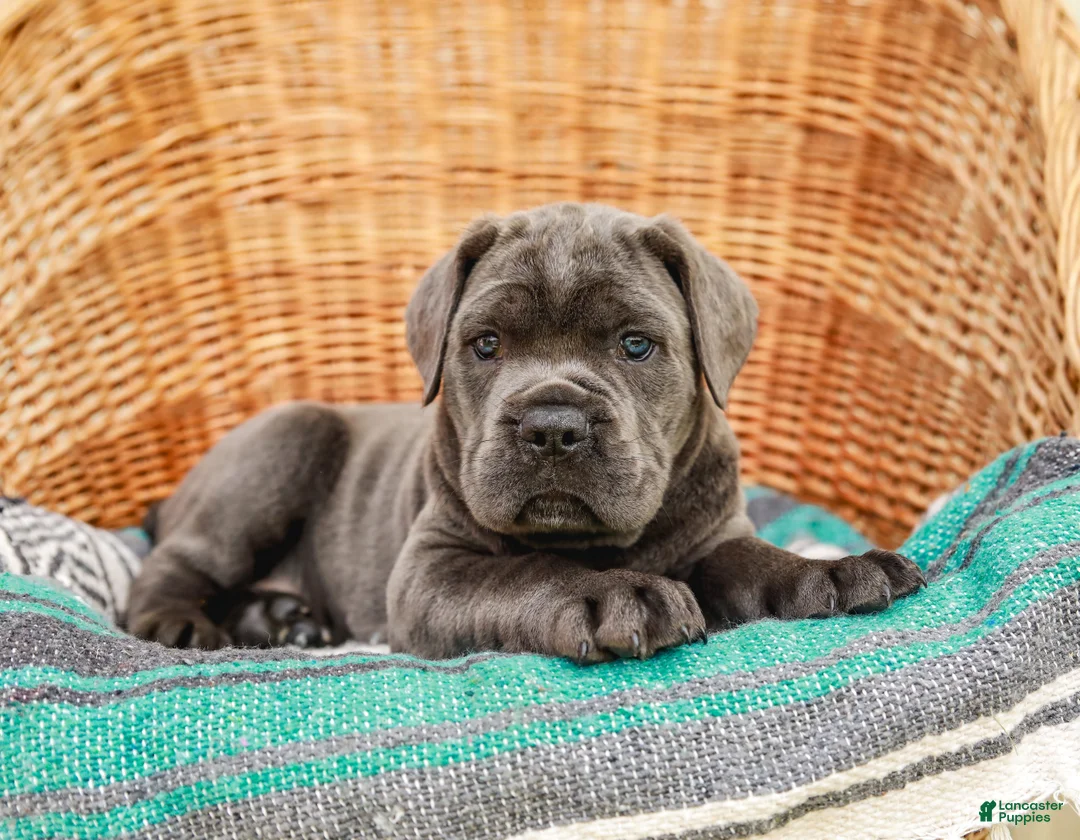 Cane Corso dogs for sale: Alaska (Champion Bloodline) - Ad 2