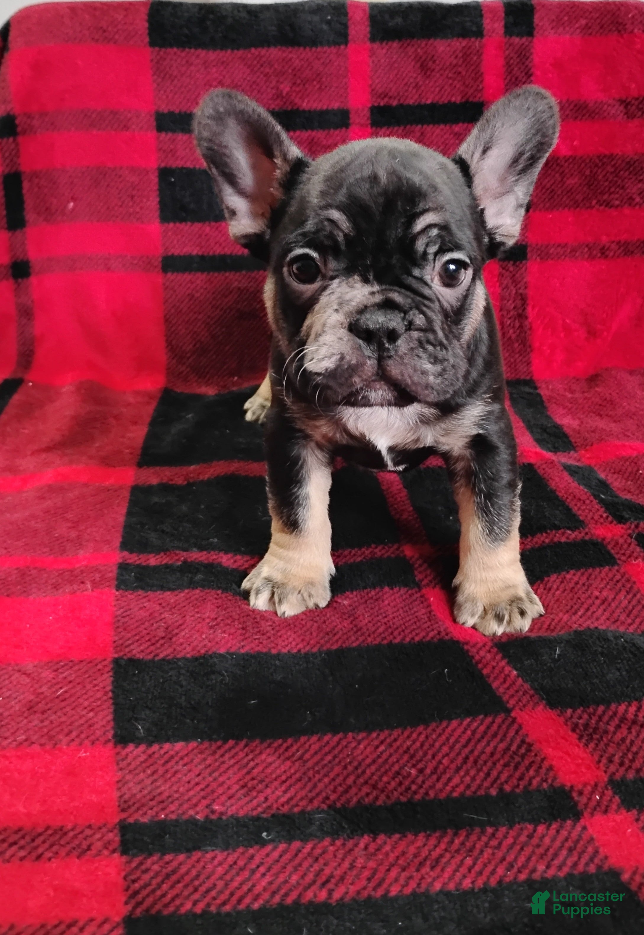 Mixed Breed dogs Johnny  - Ad 1