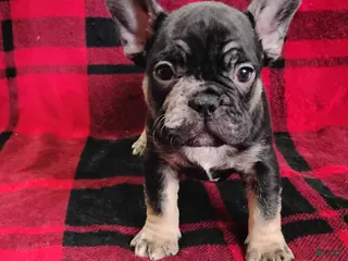 Mixed Breed dogs for sale: Johnny - Ad 3