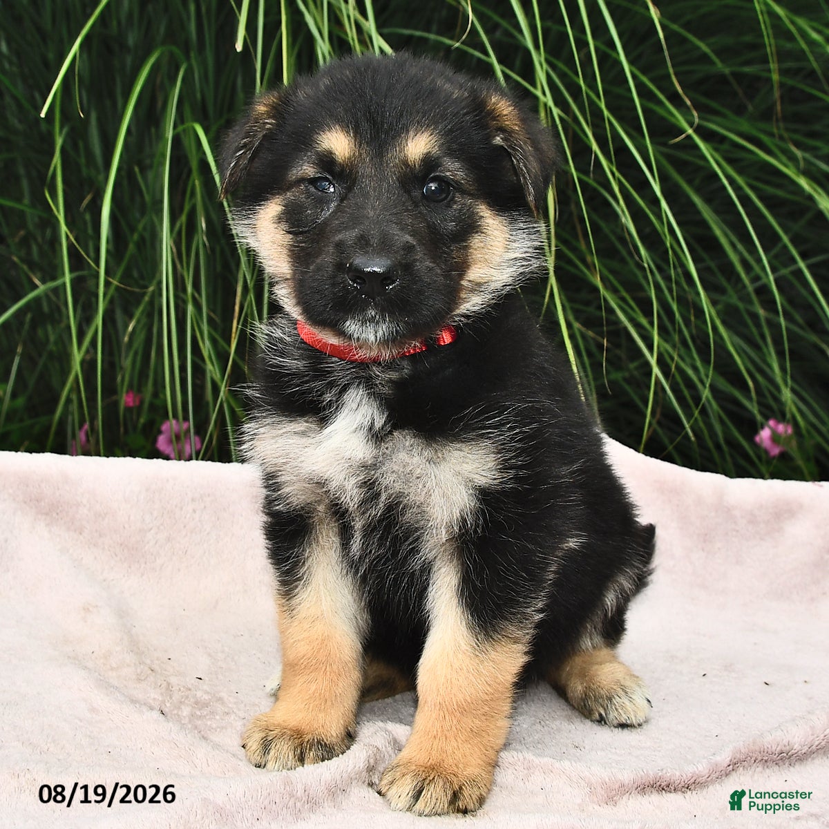 Mixed Breed dogs Edison - Ad 2