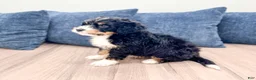 Mini Bernedoodle dogs for sale: Jasper - Ad 6