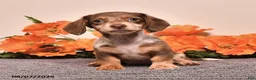 Miniature Dachshund dogs for sale: Indy - Ad 4