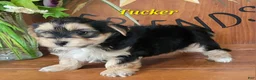 Morkie dogs for sale: Tucker - Ad 1