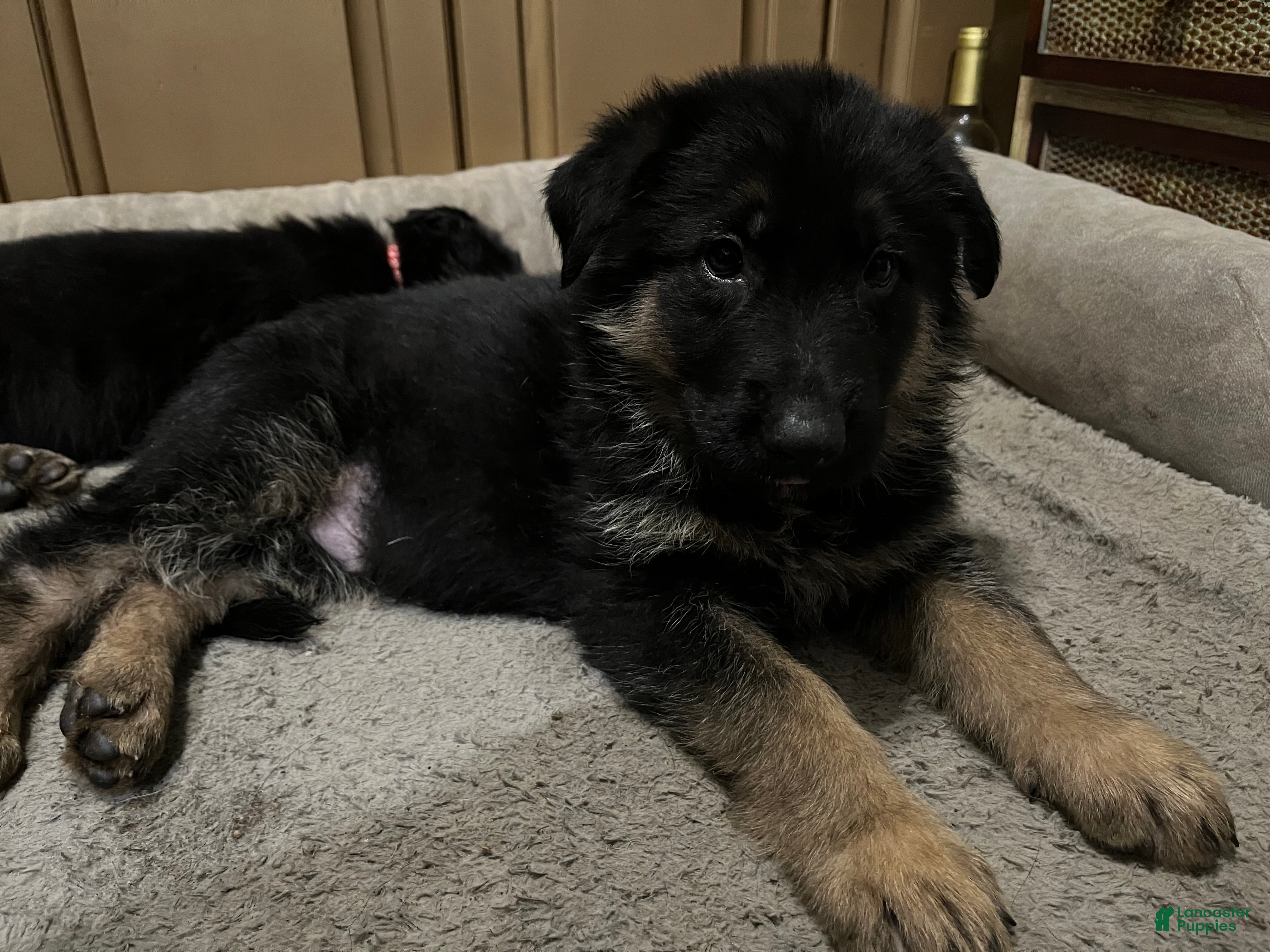 German Shepherd dogs German Shepherd Puppy 5 - Ad 10