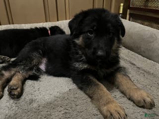 German Shepherd dogs German Shepherd Puppy 5 - Ad 8