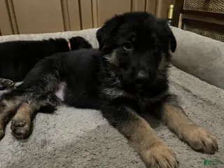 German Shepherd dogs German Shepherd Puppy 5 - Ad 7