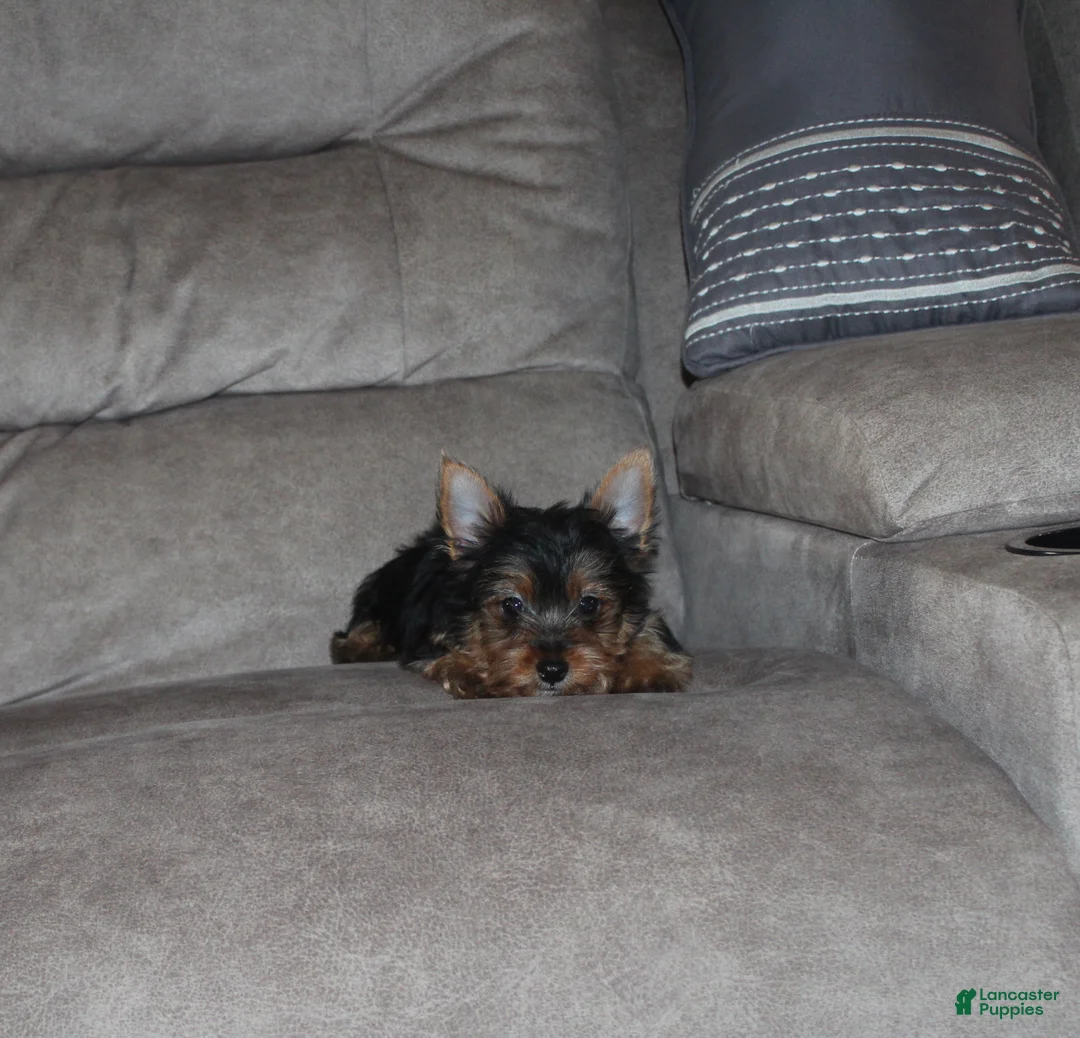 Yorkshire Terrier dogs for sale: Jessi - Ad 3