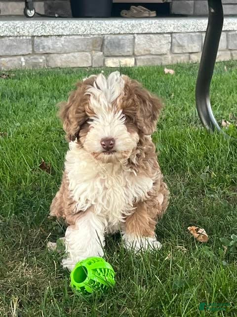 Mini Aussiedoodle dogs for sale: Butternut Miniature Aussiedoodle  - Ad 2