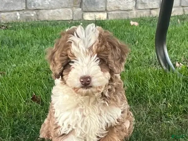Mini Aussiedoodle dogs for sale: Butternut Miniature Aussiedoodle - Ad 2