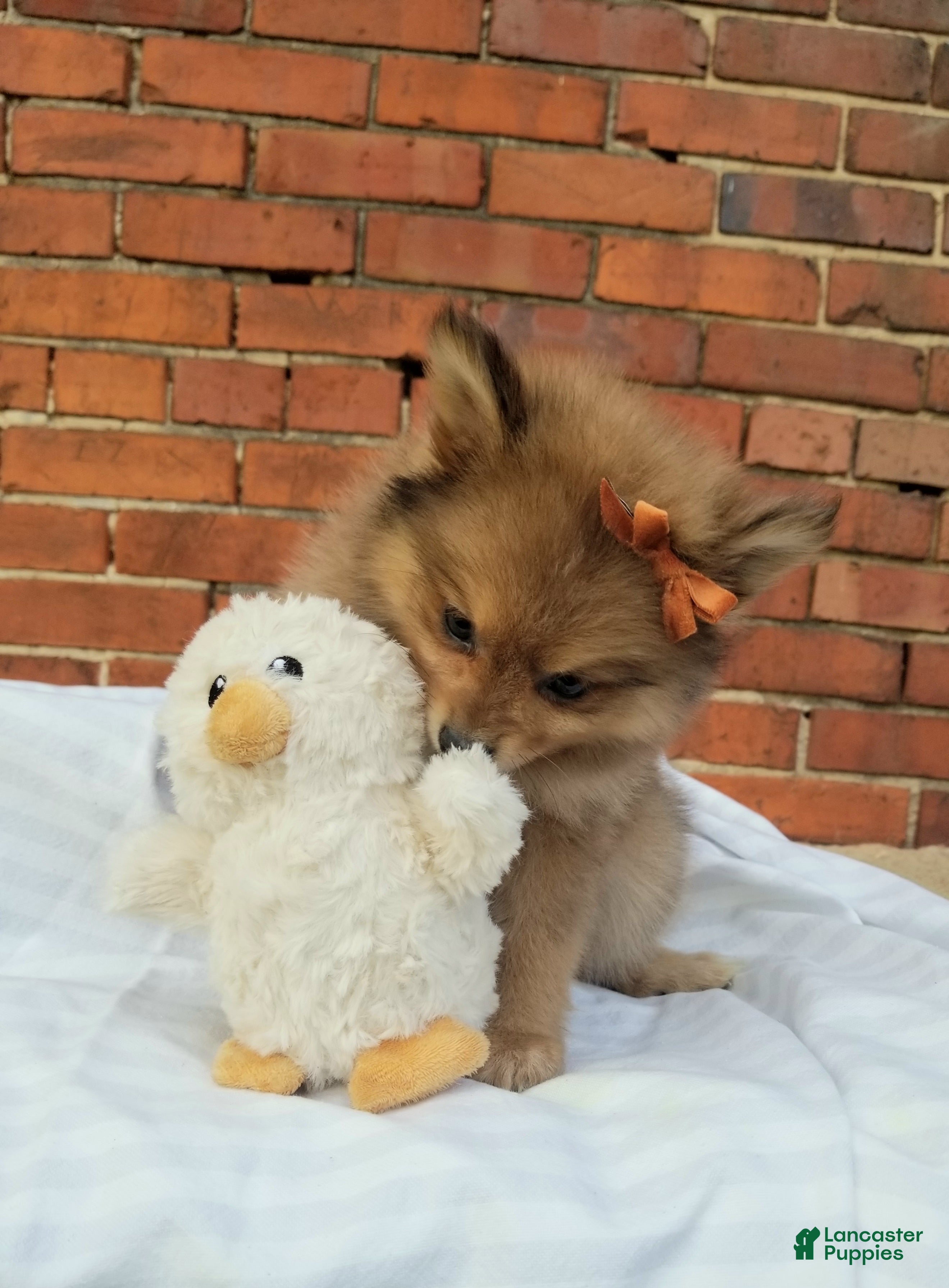Pomeranian dogs Jewel  - Ad 2