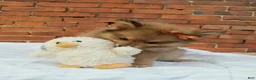 Pomeranian dogs for sale: Jewel  - Ad 2