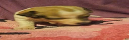 Chihuahua dogs for sale: Diane  - Ad 11