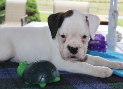 Boxer dogs Harper - Champ lines - Ad 1