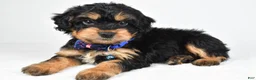 Mixed Breed dogs for sale: Tate - Ad 10