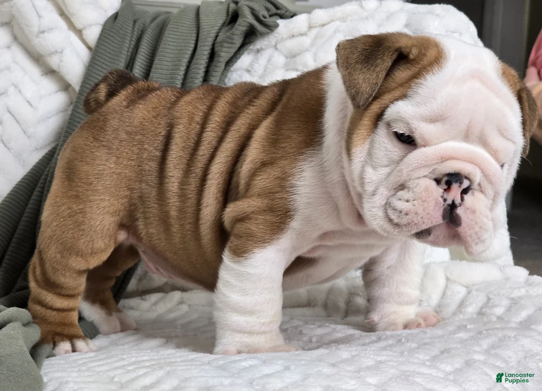 English Bulldog dogs for sale: Checkers - Ad 5