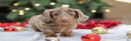 Miniature Dachshund dogs for sale: Buddy - Ad 9
