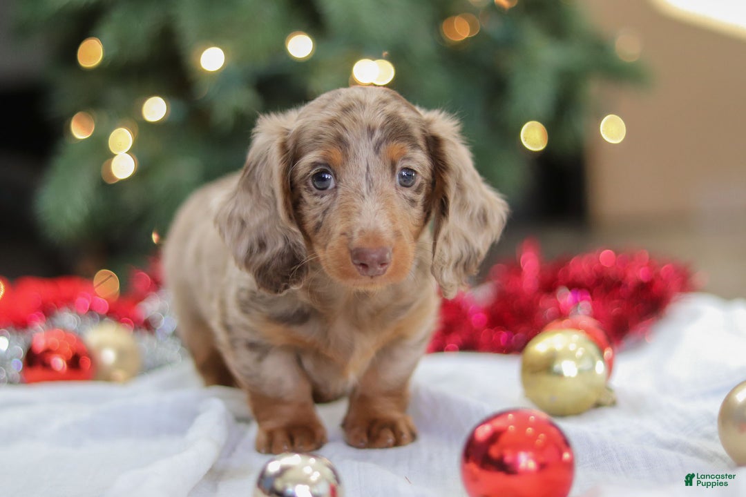 Miniature Dachshund dogs for sale: Buddy - Ad 9