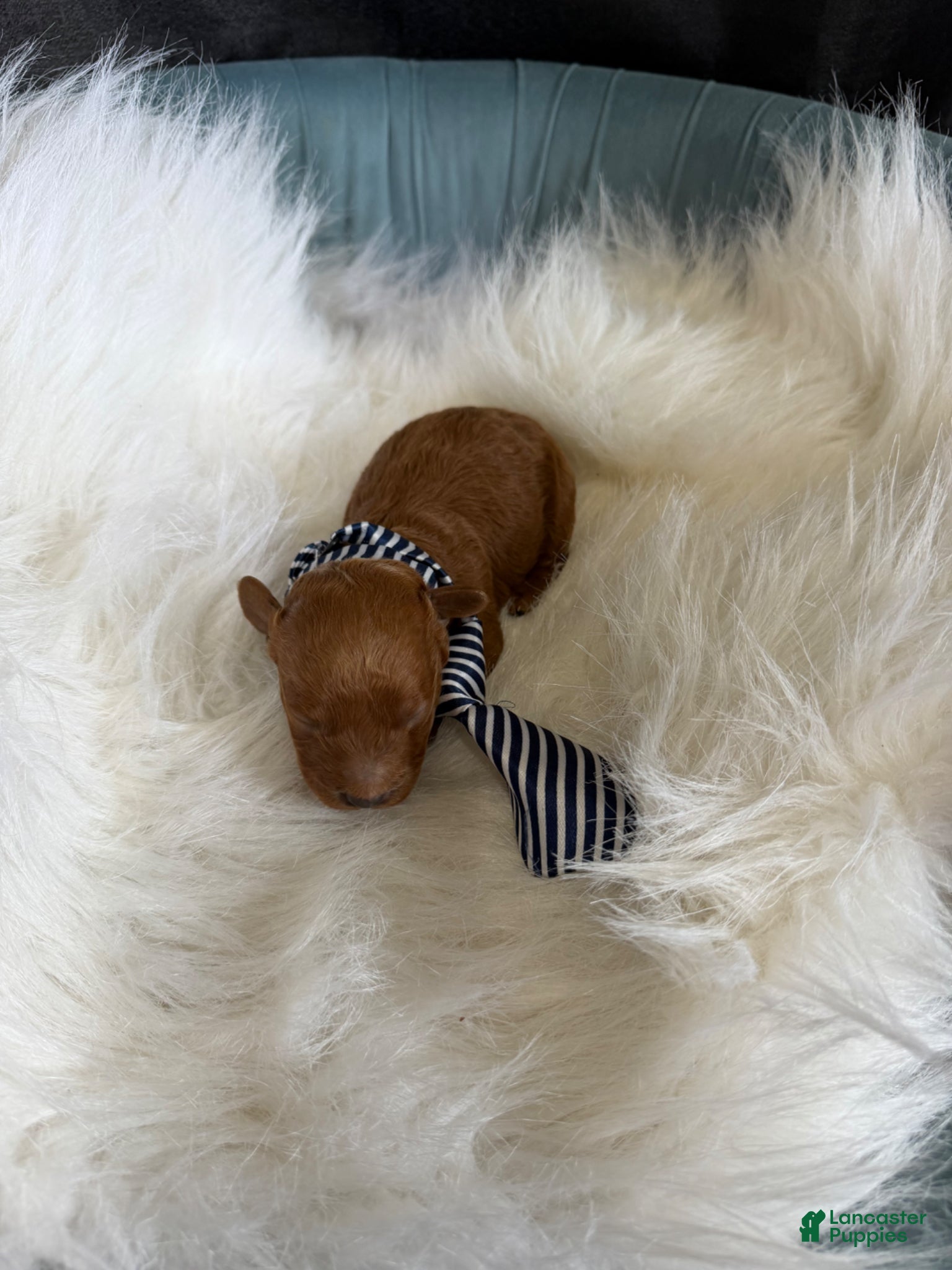 Toy Poodle dogs for sale: Akc Bred the Color Red Boy - Ad 15