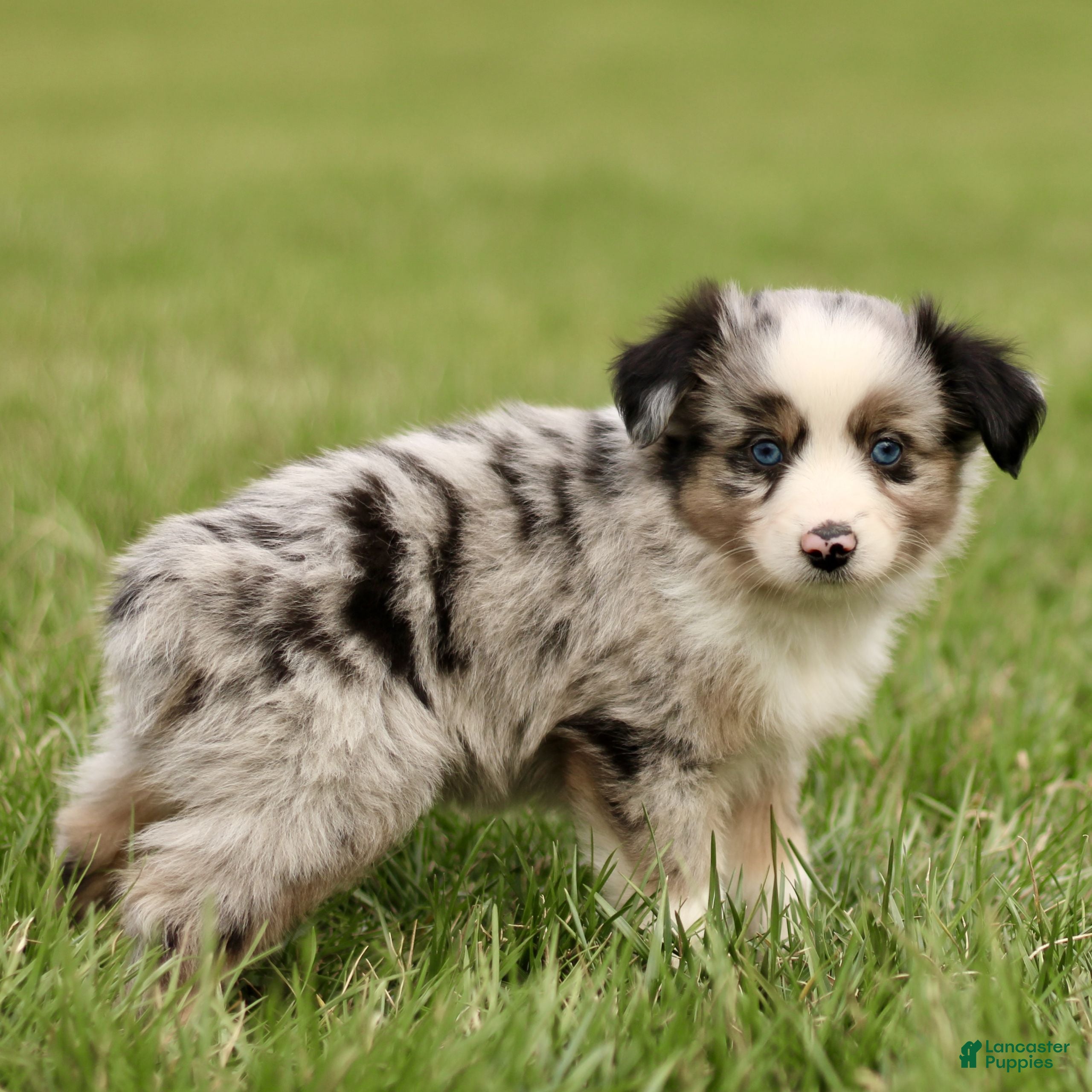 Miniature Australian Shepherd dogs Travis  - Ad 2