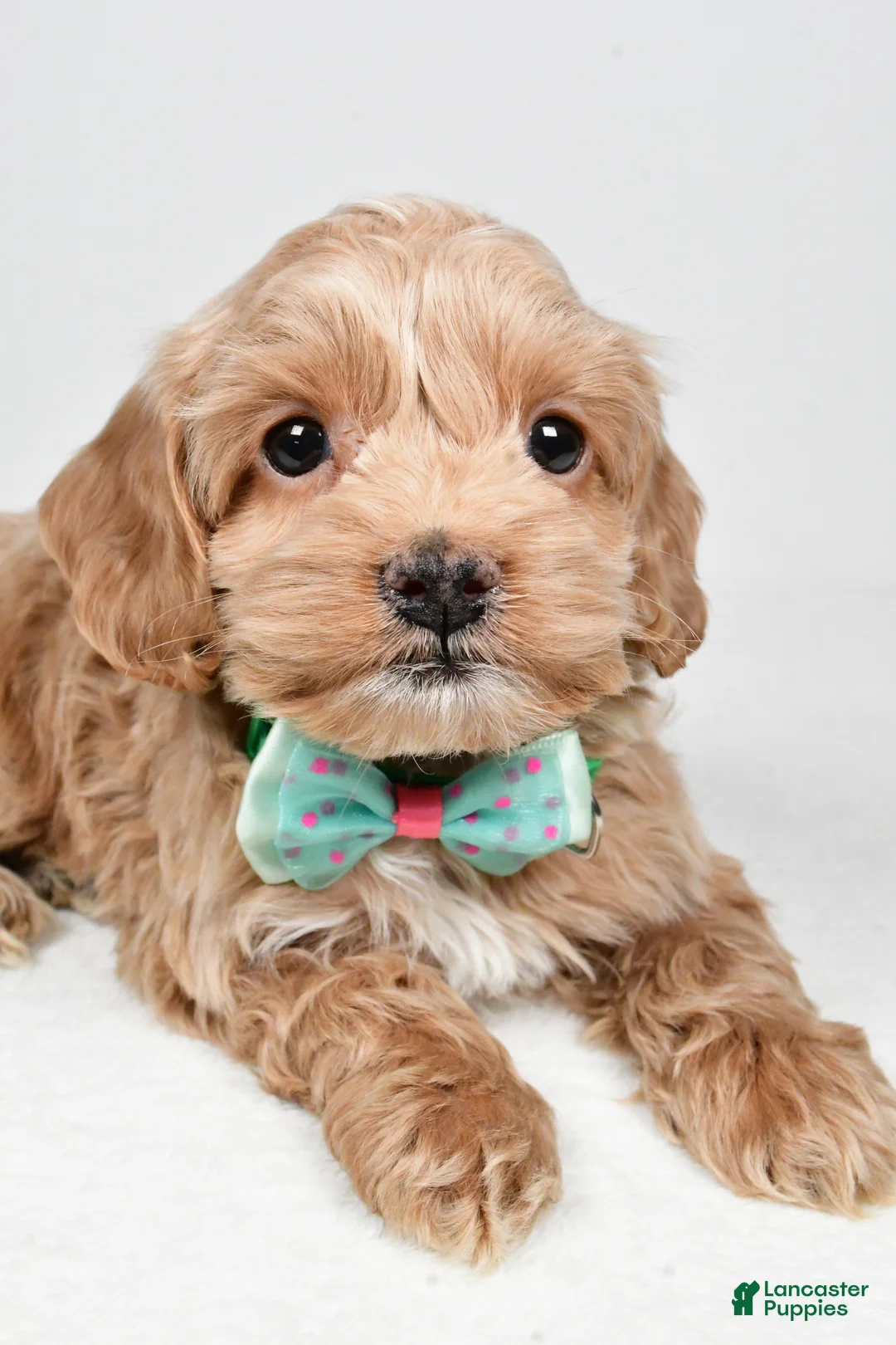 Cockapoo dogs for sale: Parker - Ad 5