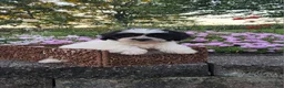 Teddy Bear dogs for sale: Dakota - Ad 10
