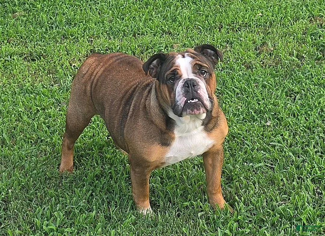 Olde English Bulldogge dogs for sale: Quinnlan - Ad 6
