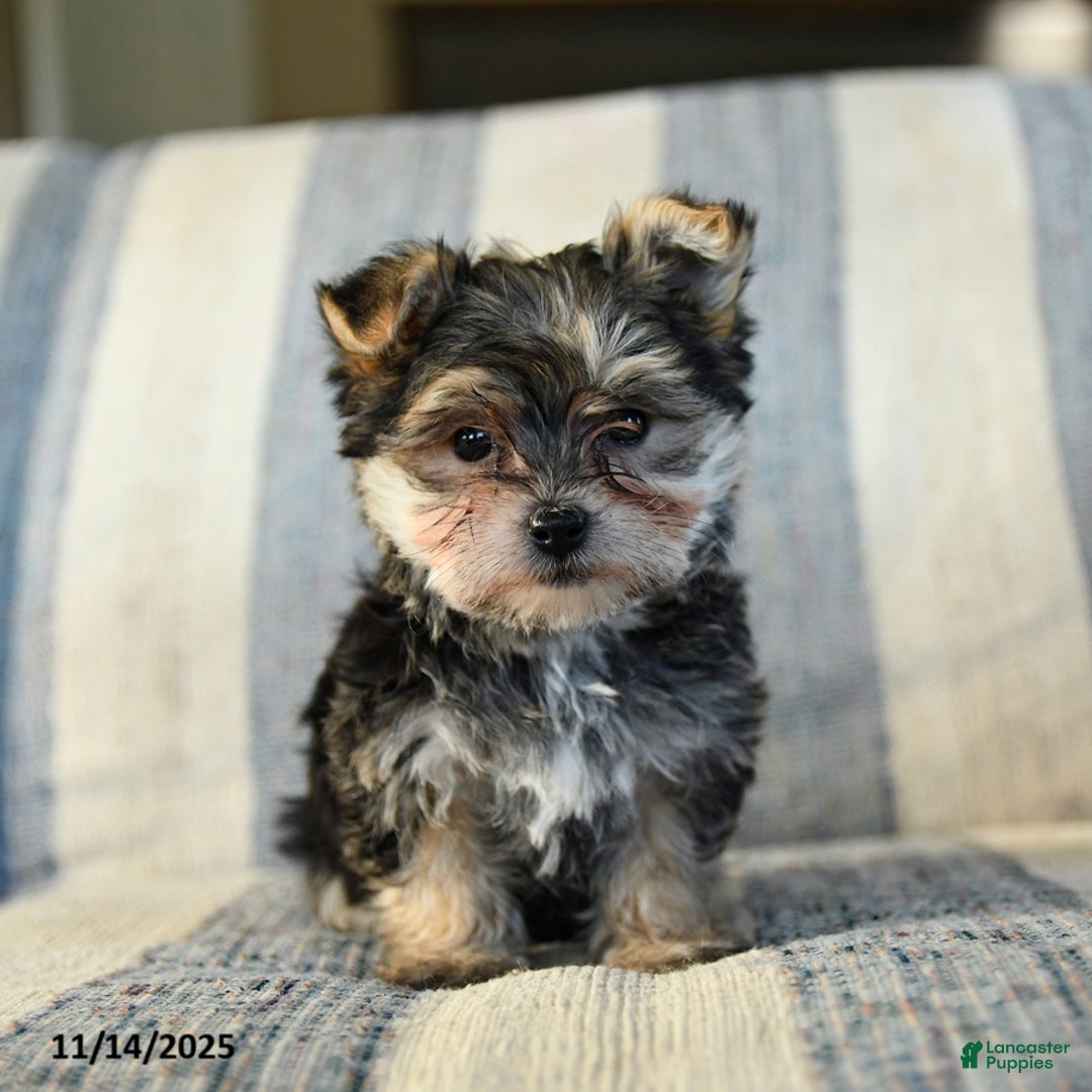 Morkie dogs for sale: Frankie - Ad 1