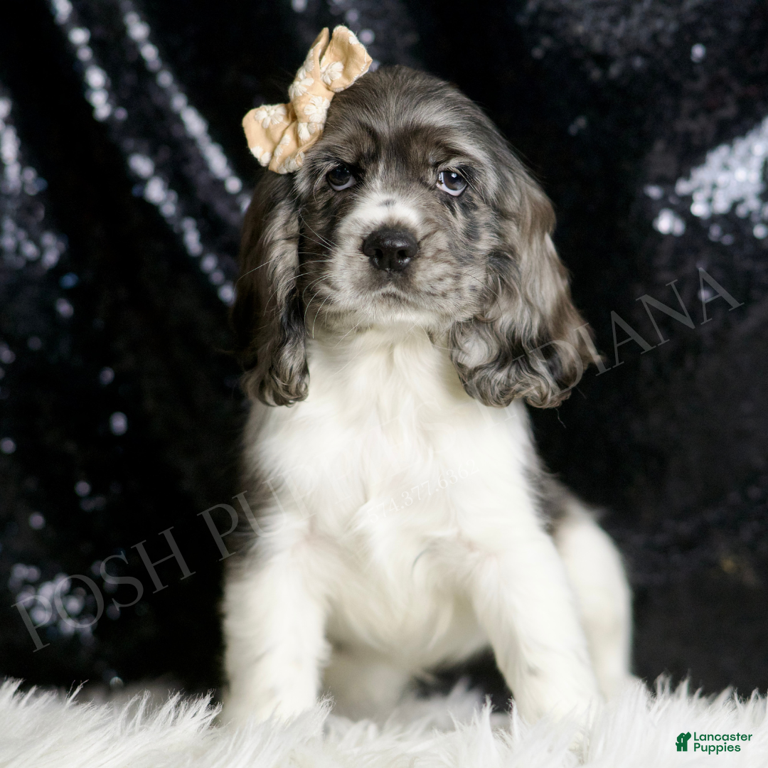 Cocker Spaniel dogs for sale: Faye - Ad 1