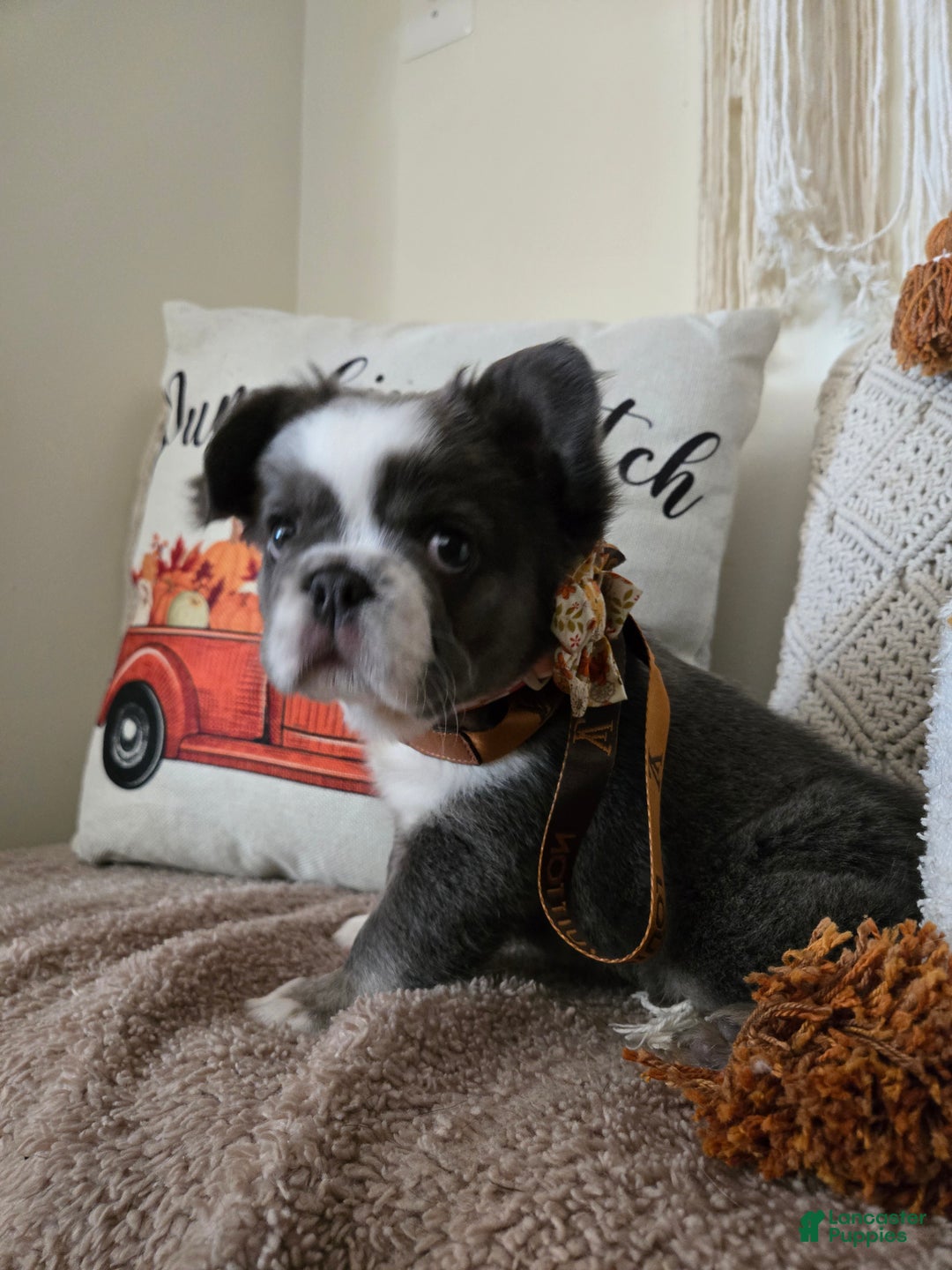 French Bulldog dogs for sale: Londi - Ad 2