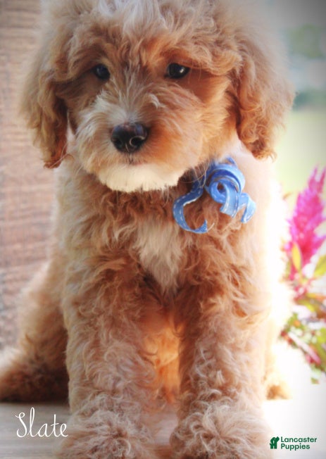 Mini Goldendoodle dogs Slate Medium Goldendoodle F1 Boy  - Ad 1