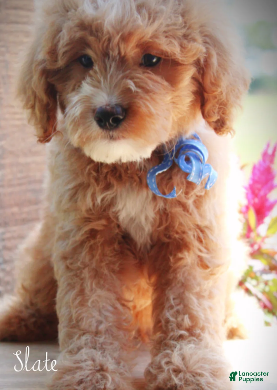 Mini Goldendoodle dogs for sale: Slate Medium Goldendoodle F1 Boy  - Ad 1