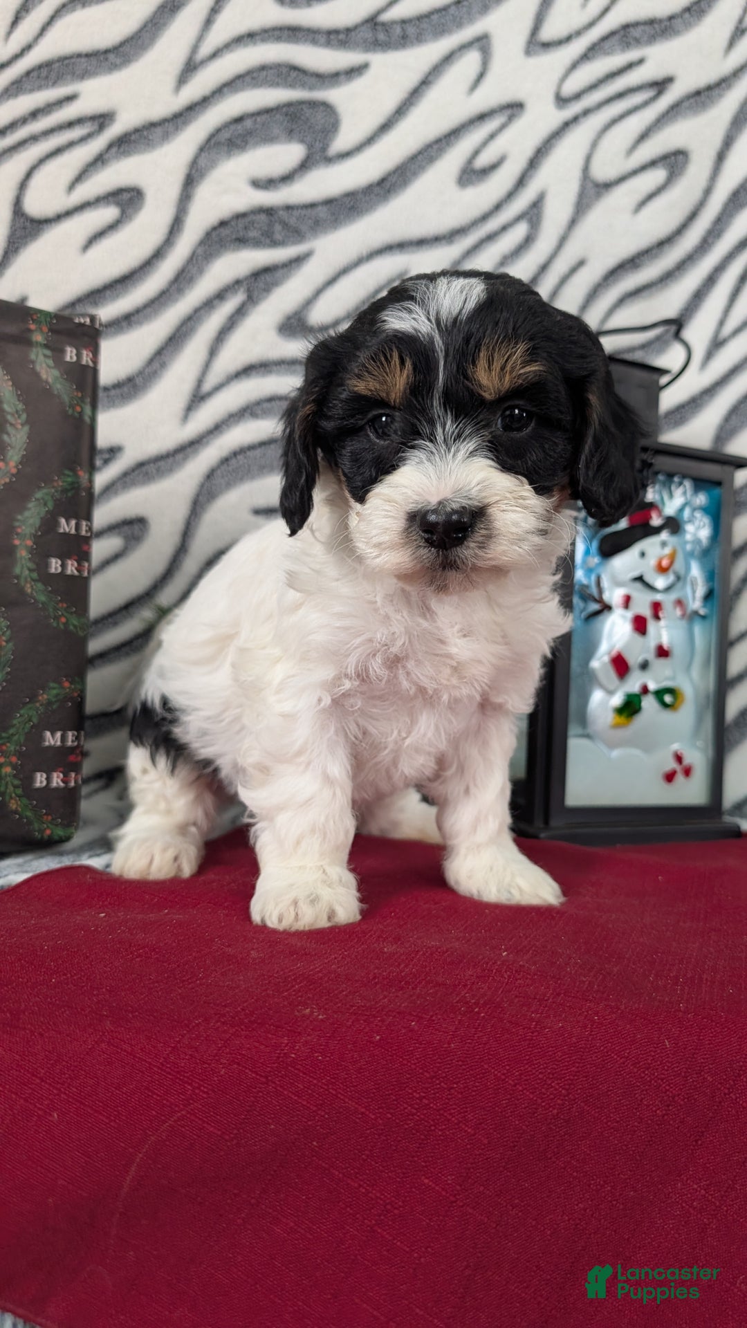 Mixed Breed dogs for sale: Alana - Ad 3