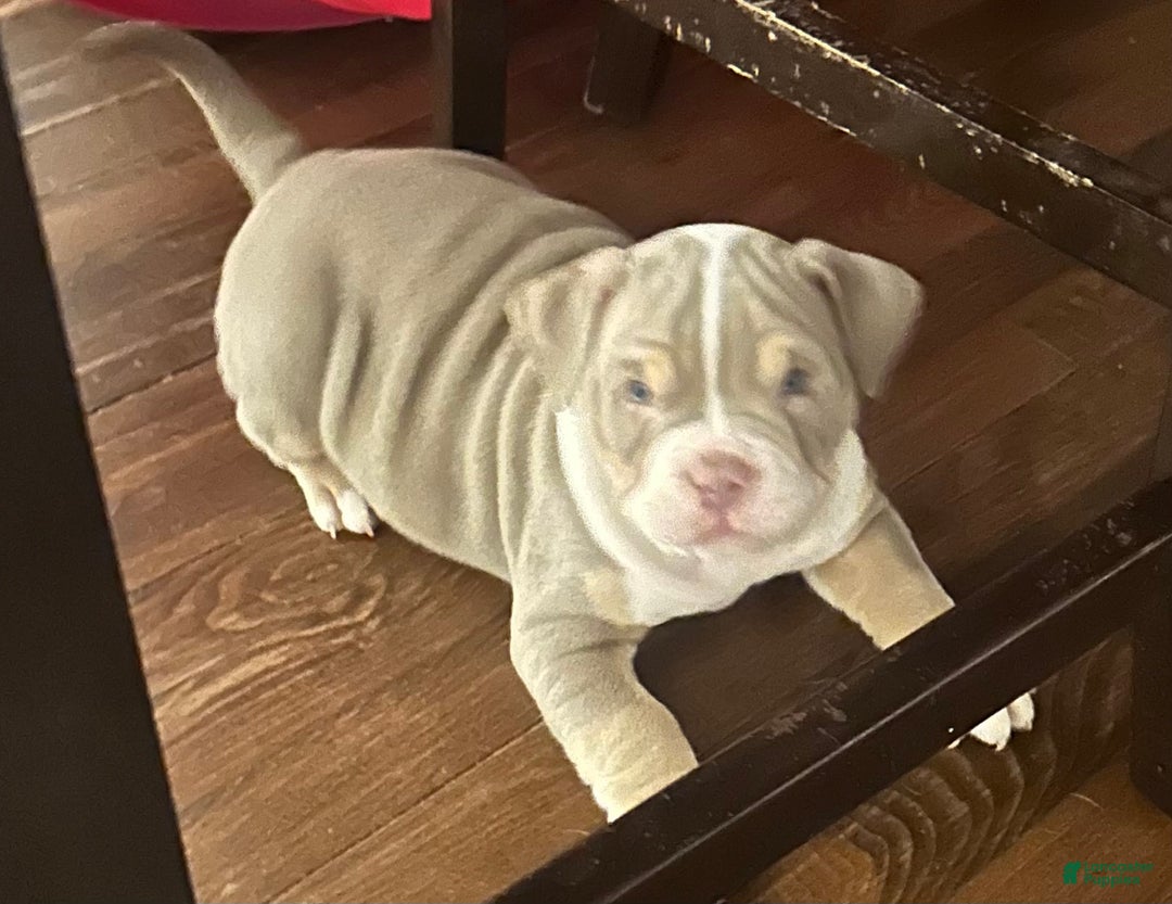 American Bully dogs for sale: American Bully Puppy 1 - Ad 2