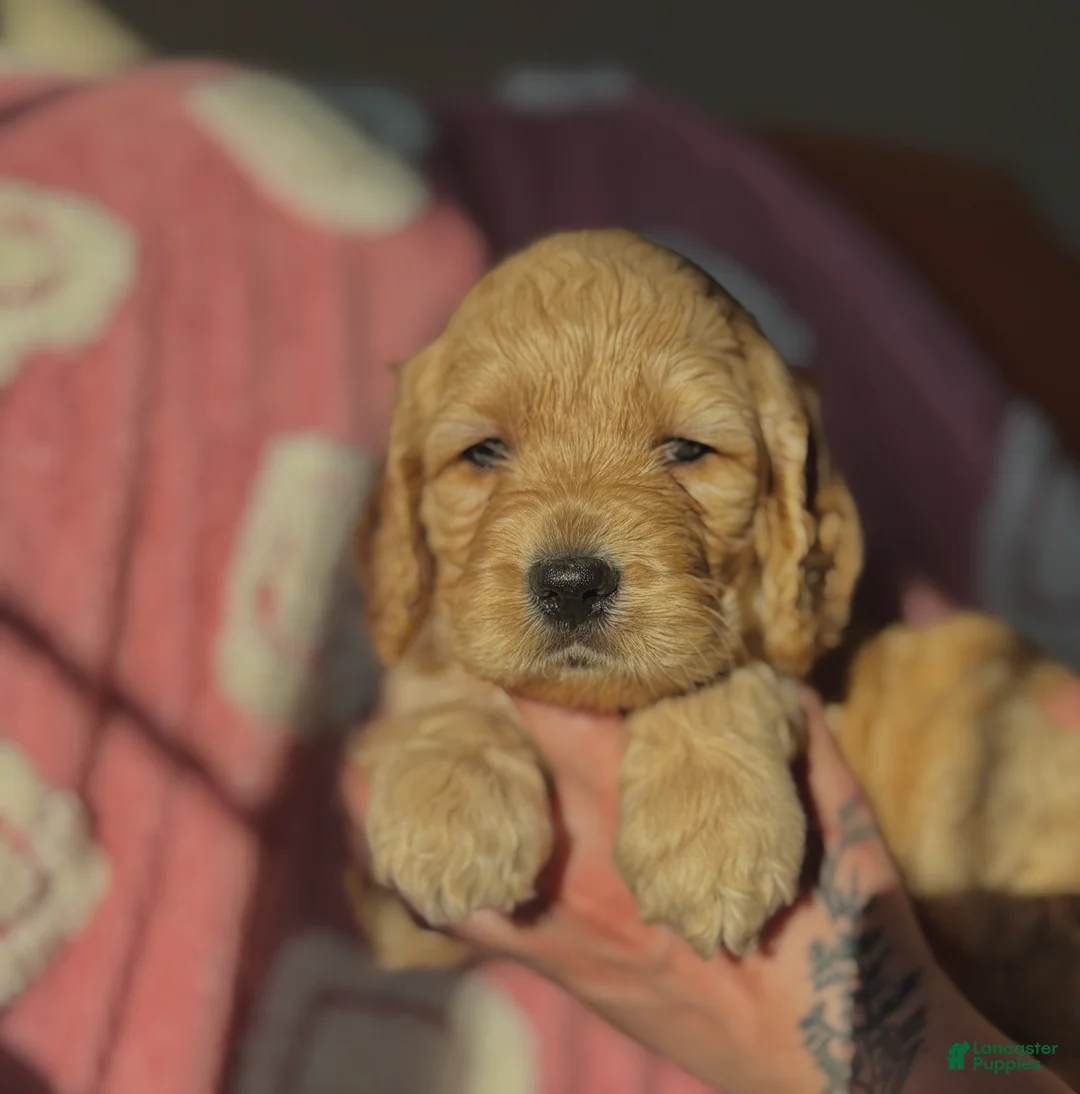 Cockapoo dogs for sale: Cockapoo Puppy 4 - Ad 3