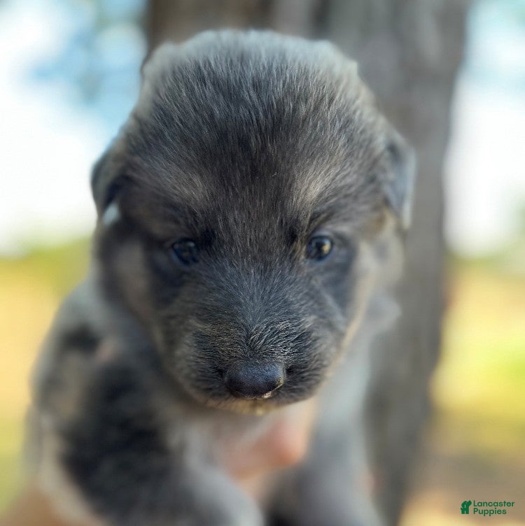 German Shepherd dogs blue cream female - Ad 12
