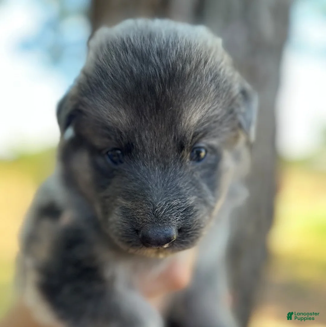 German Shepherd dogs for sale: blue cream female - Ad 1