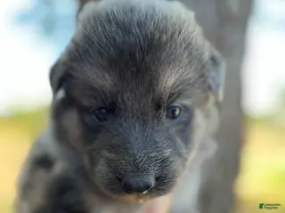 German Shepherd dogs blue cream female - Ad 40