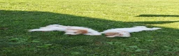 Miniature Poodle dogs for sale: Tanner  - Ad 4