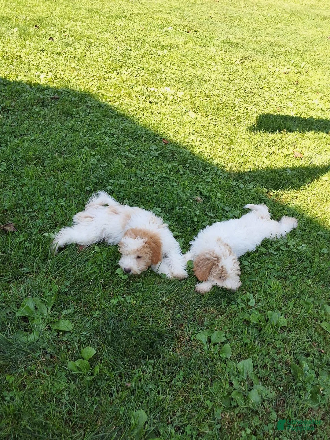 Miniature Poodle dogs for sale: Tanner  - Ad 4