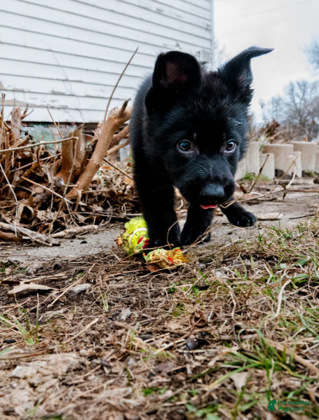 German Shepherd dogs Bagheera - Ad 24