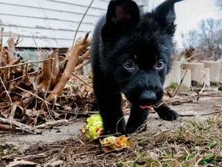 German Shepherd dogs Bagheera - Ad 1