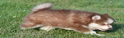 Pomsky dogs for sale: Prince - Ad 13