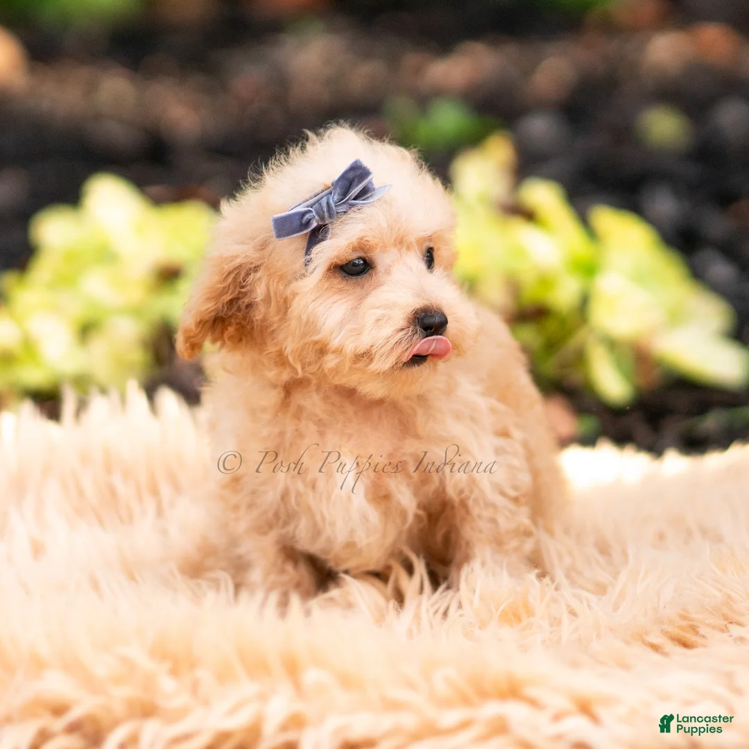 Maltipoo dogs for sale: Pebblewhisk - Ad 2